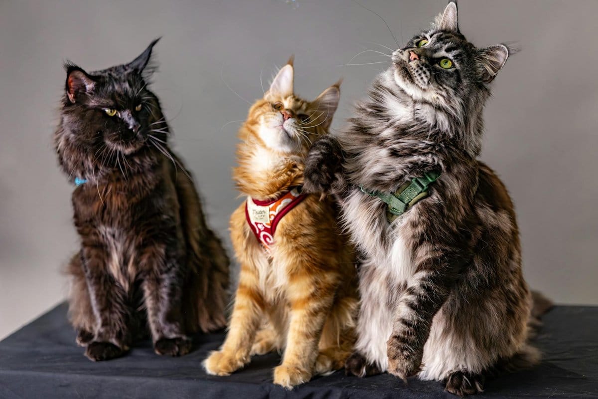 maine coon xxl prix