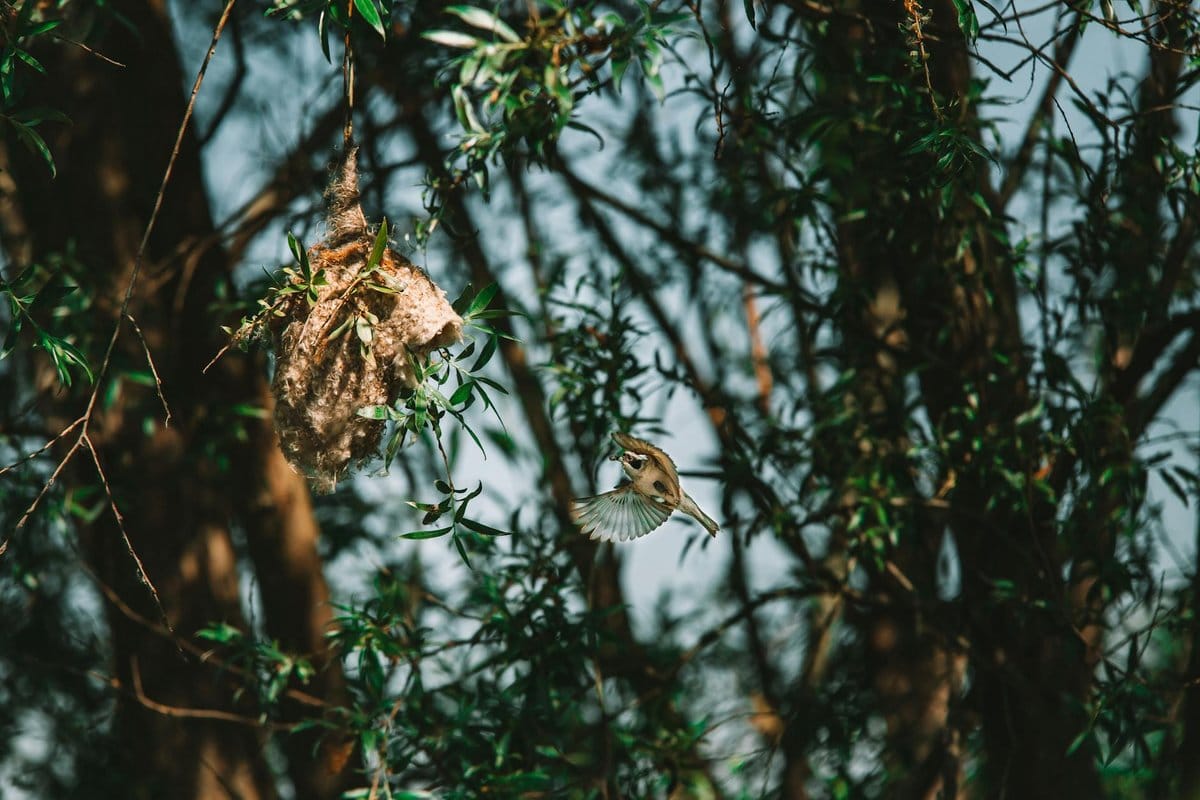 photo de nid de mouche
