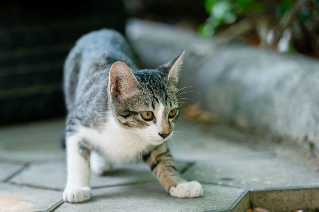 répulsif chat remède de grand-mère