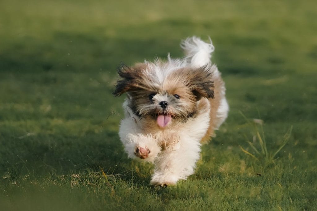 15 raisons de ne pas adopter un shih tzu