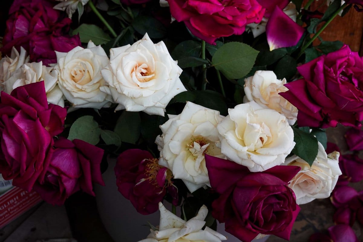 bouillie bordelaise pour rosiers