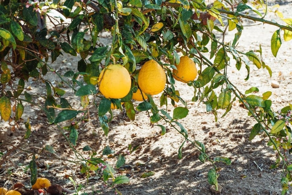 bouturer un citronnier