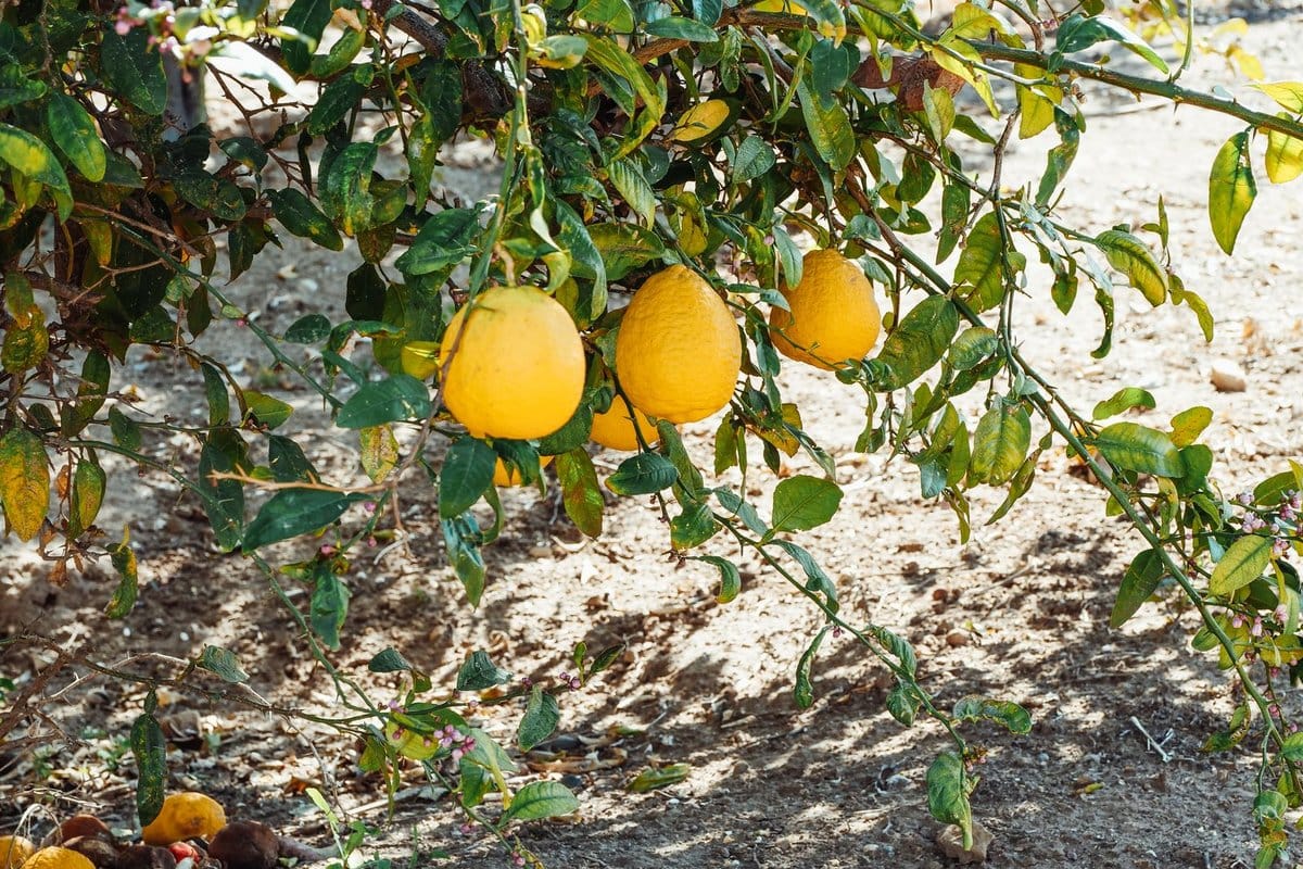 bouturer un citronnier