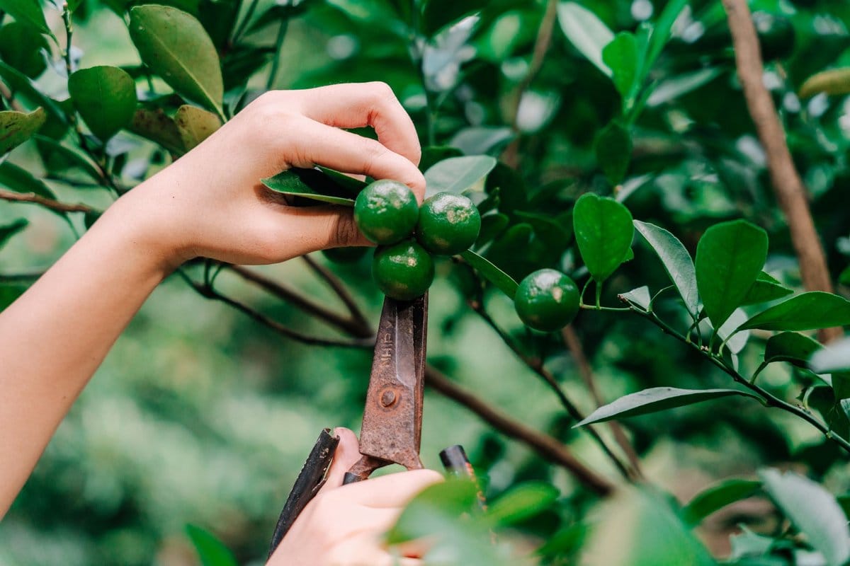 comment tailler citronnier