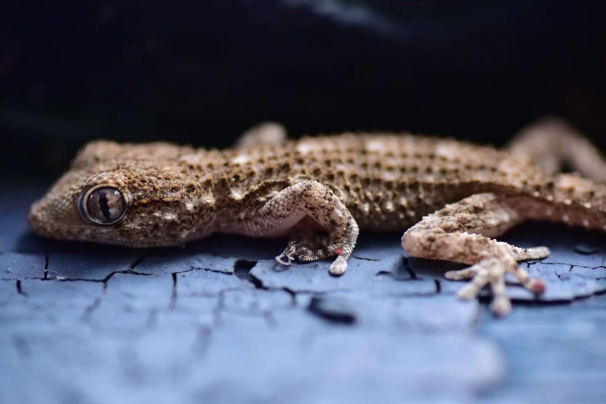 crotte gecko