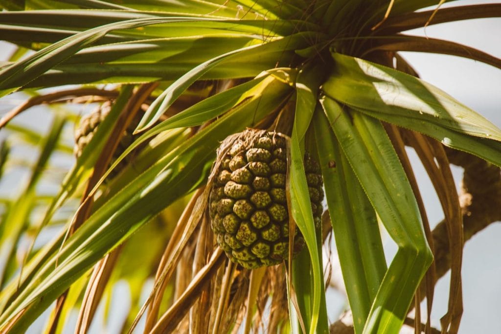 feuille de pandanus