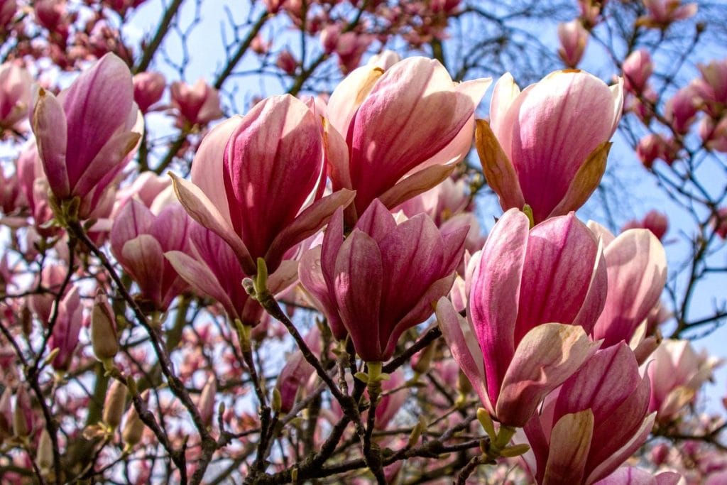 magnolia bouture