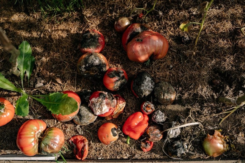 maladie de la tomate photo