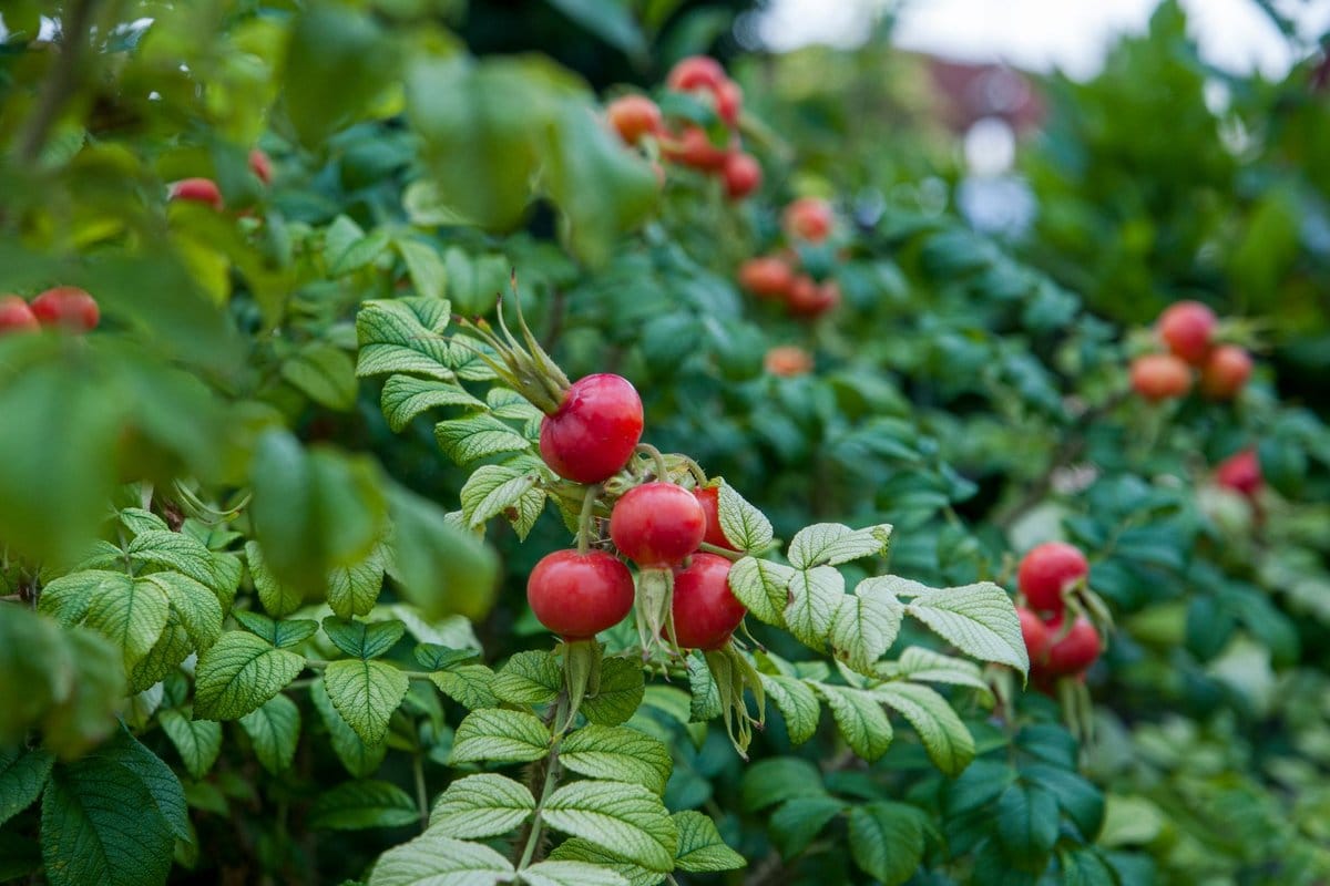 maladie des rosiers remède de grand-mère