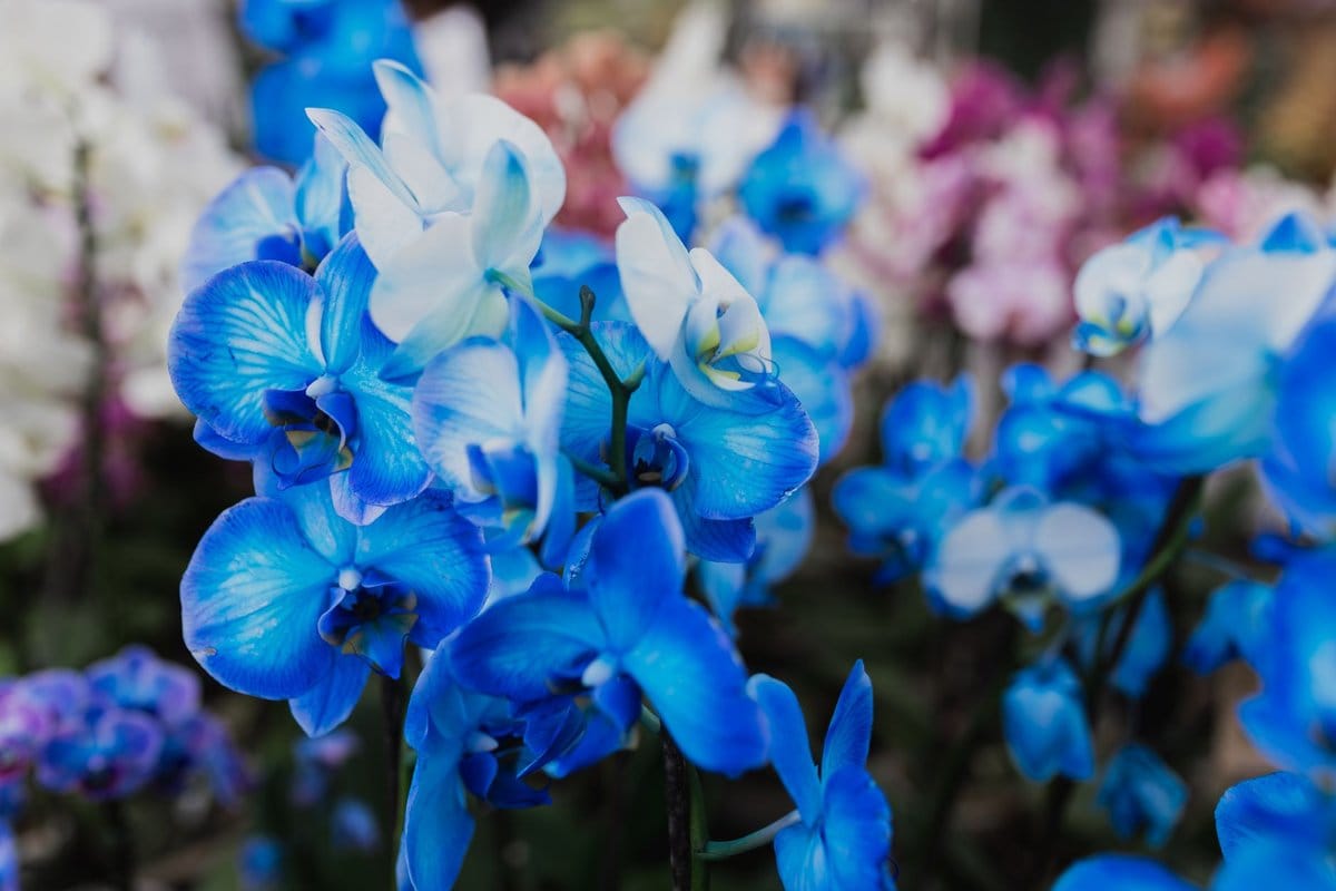 orchidée bleu