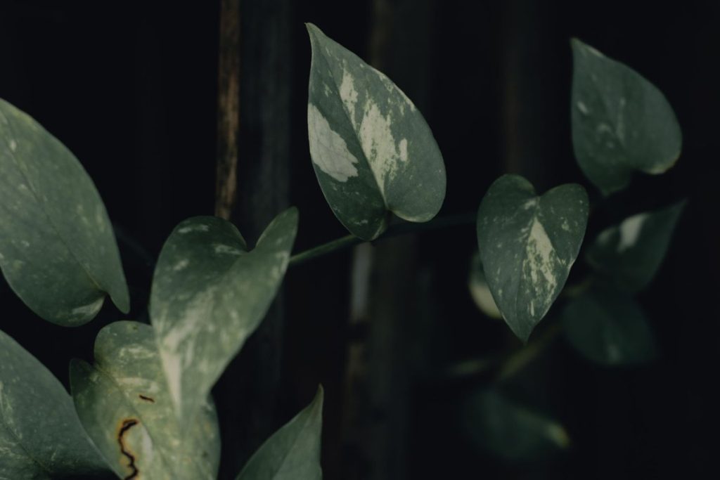 plante misère porte malheur