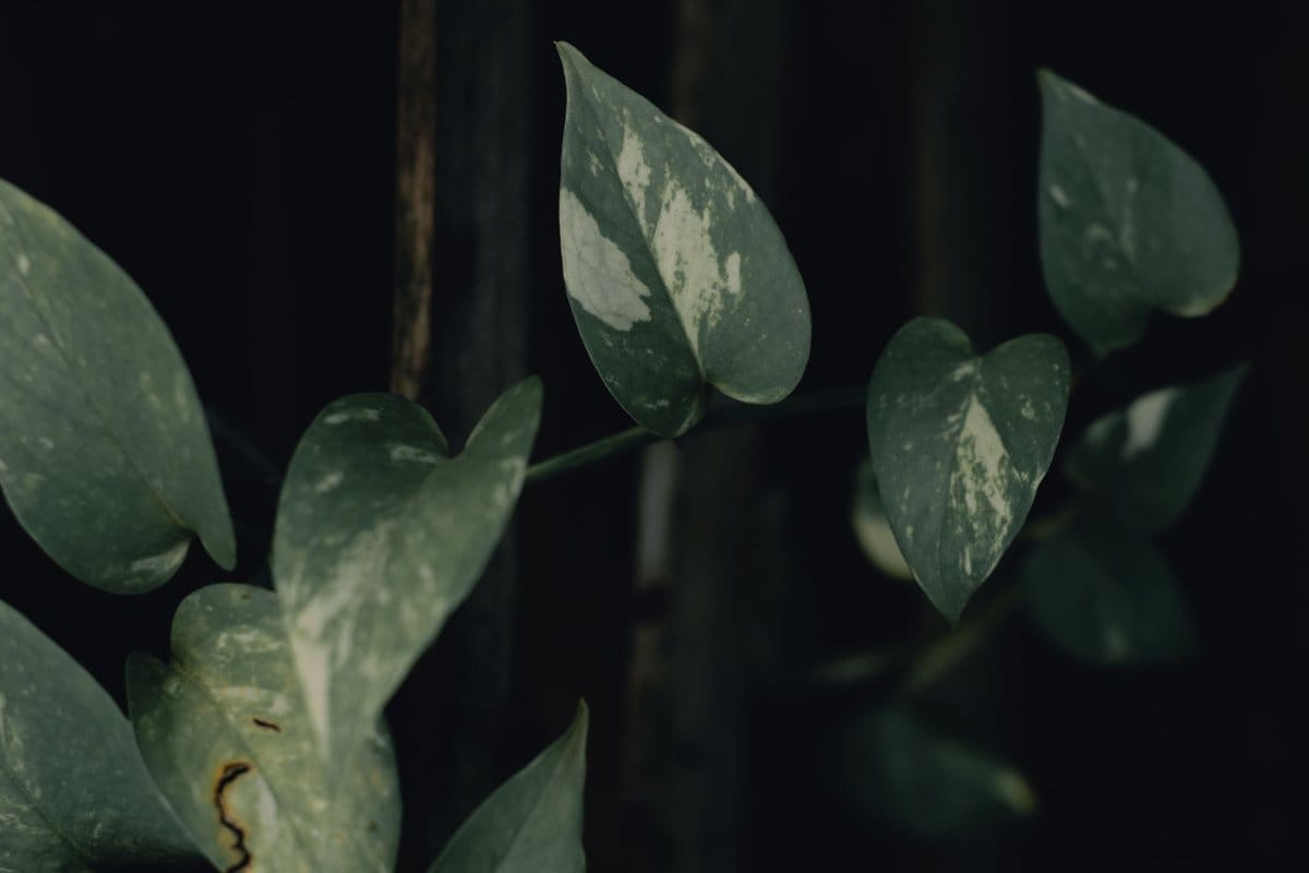 plante misère porte malheur