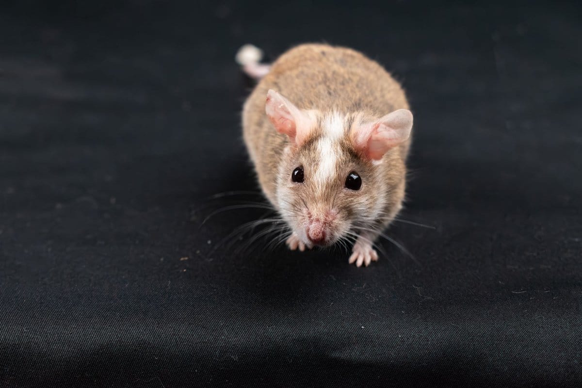 se débarrasser des souris avec du bicarbonate de soude