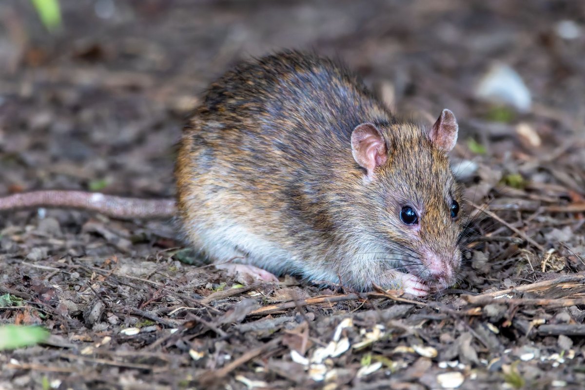 crotte de rat