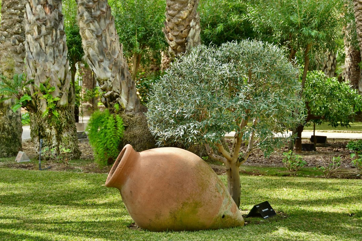 decoration au pied d un olivier