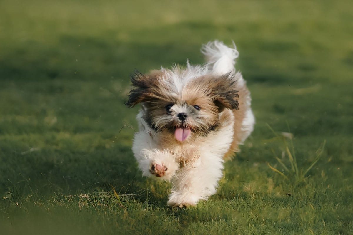 15 raisons de ne pas adopter un shih tzu