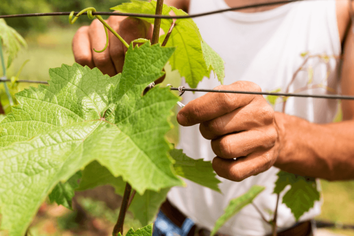 bouture vigne