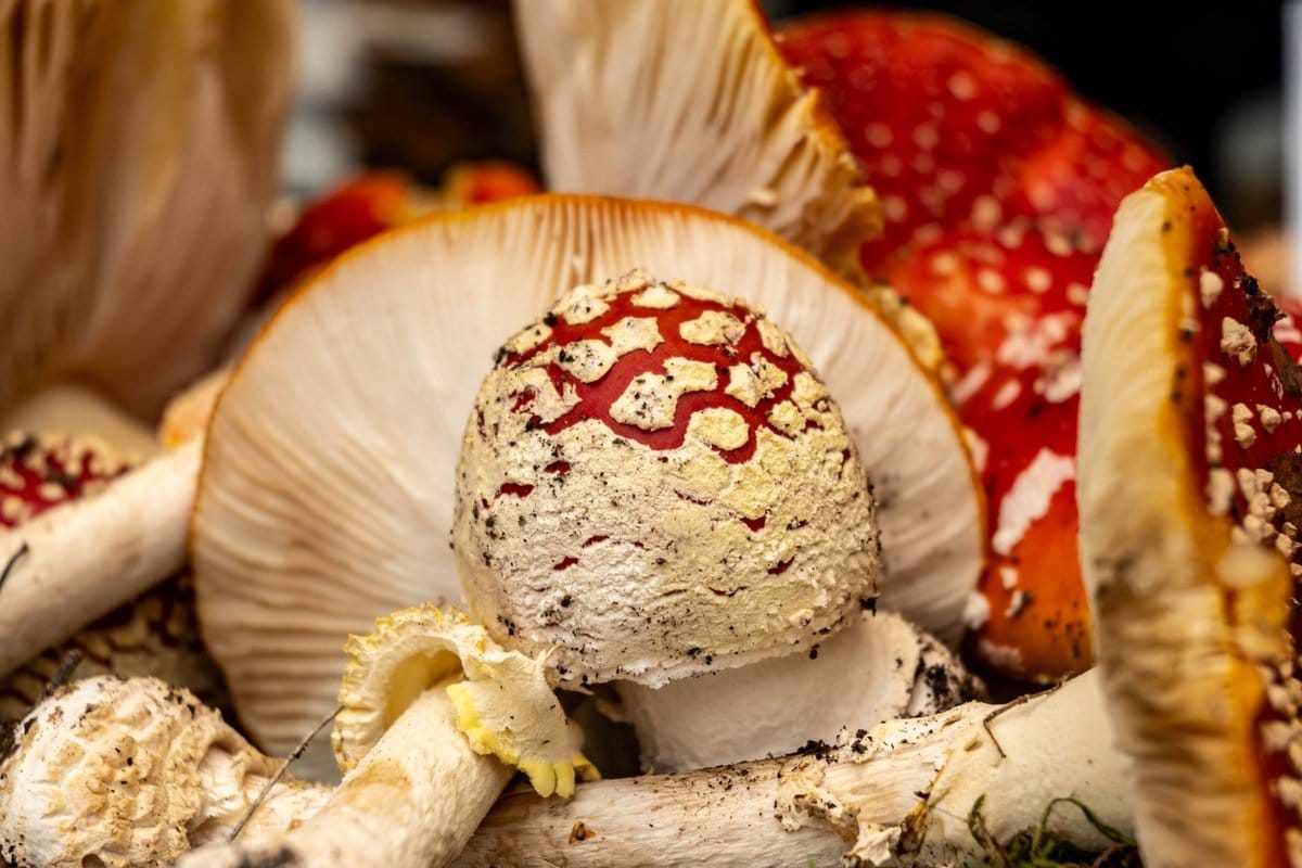 champignon dans une maison danger