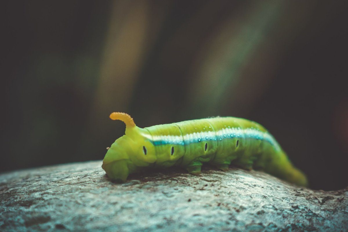 chenille verte