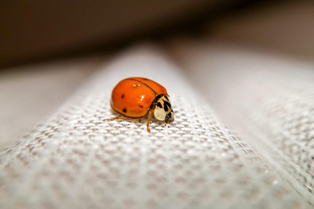coccinelle dans la maison