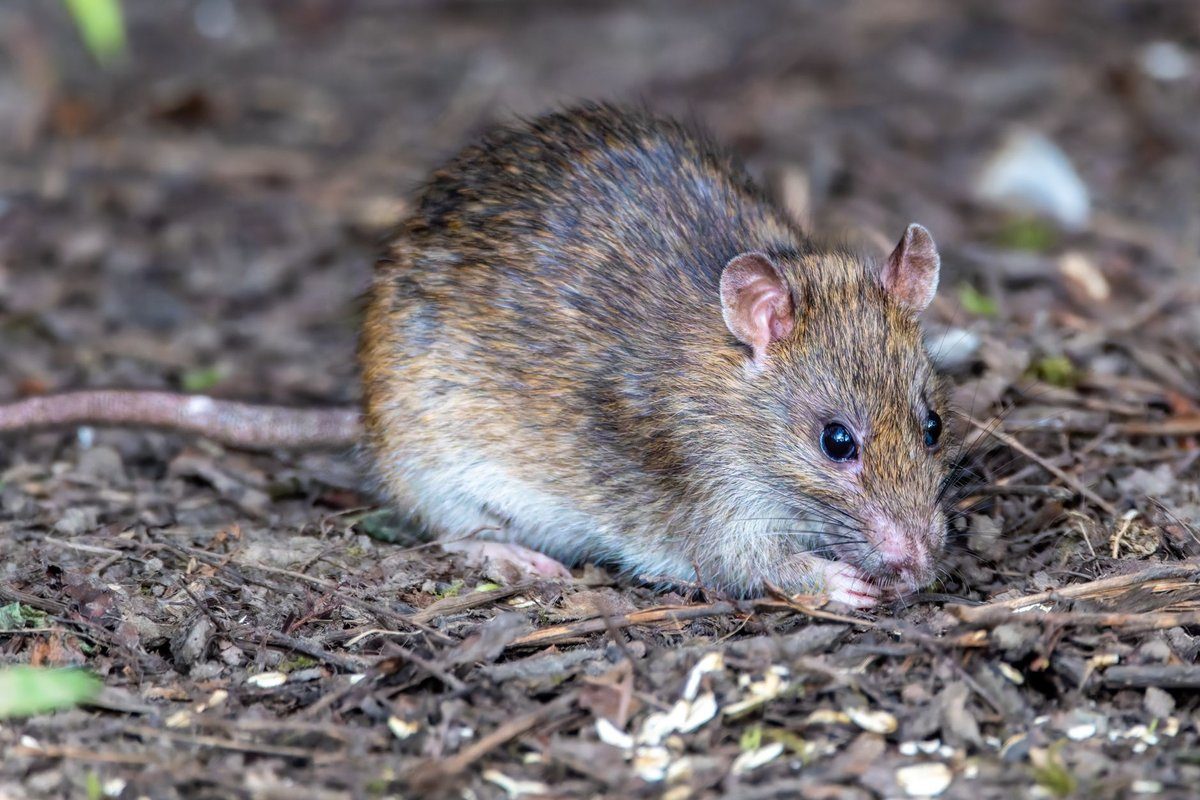 crotte de rat