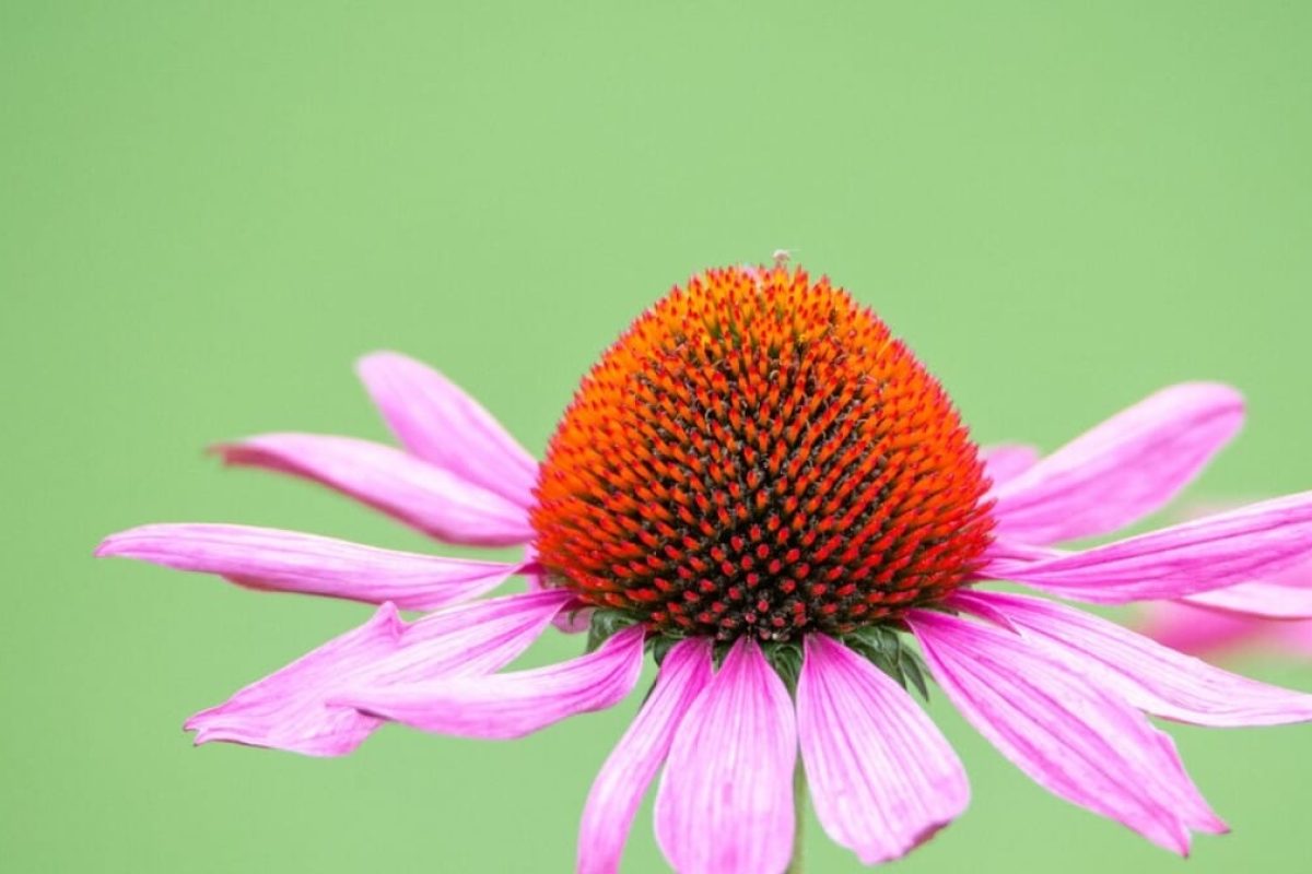 fleur en e Échinacée