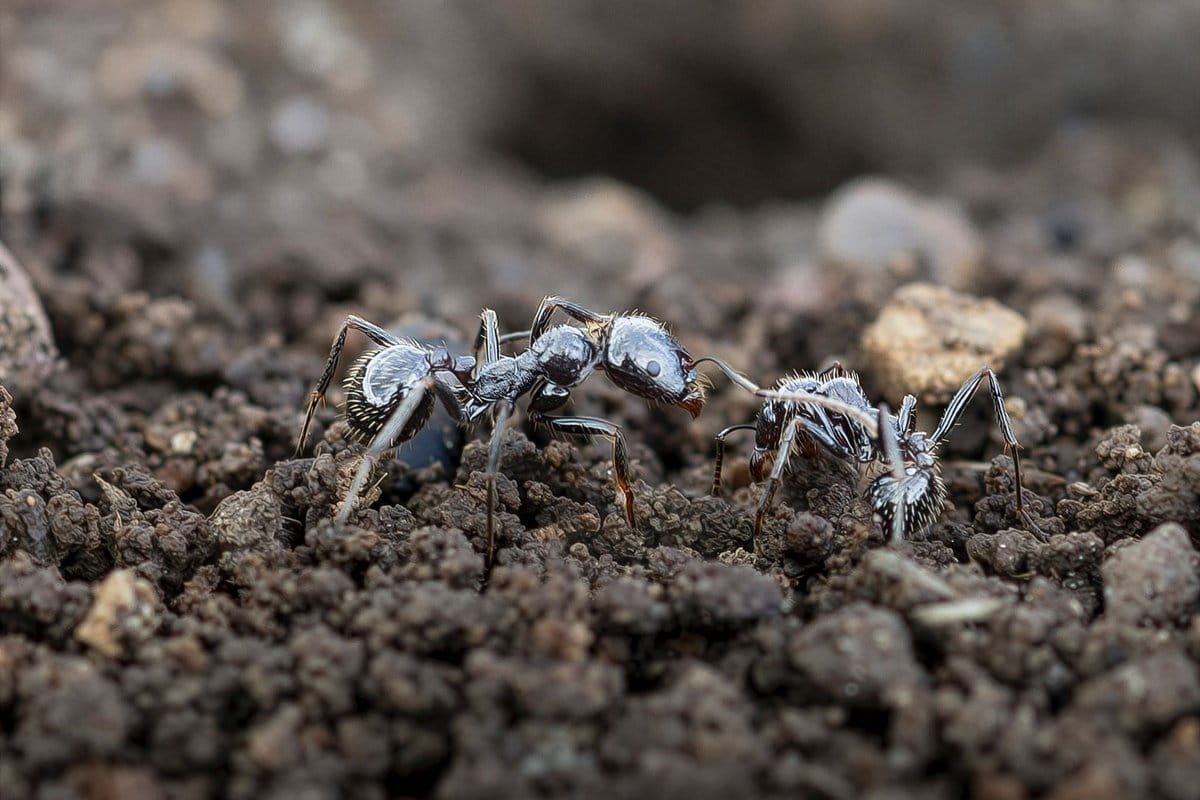 fourmis dans la maison