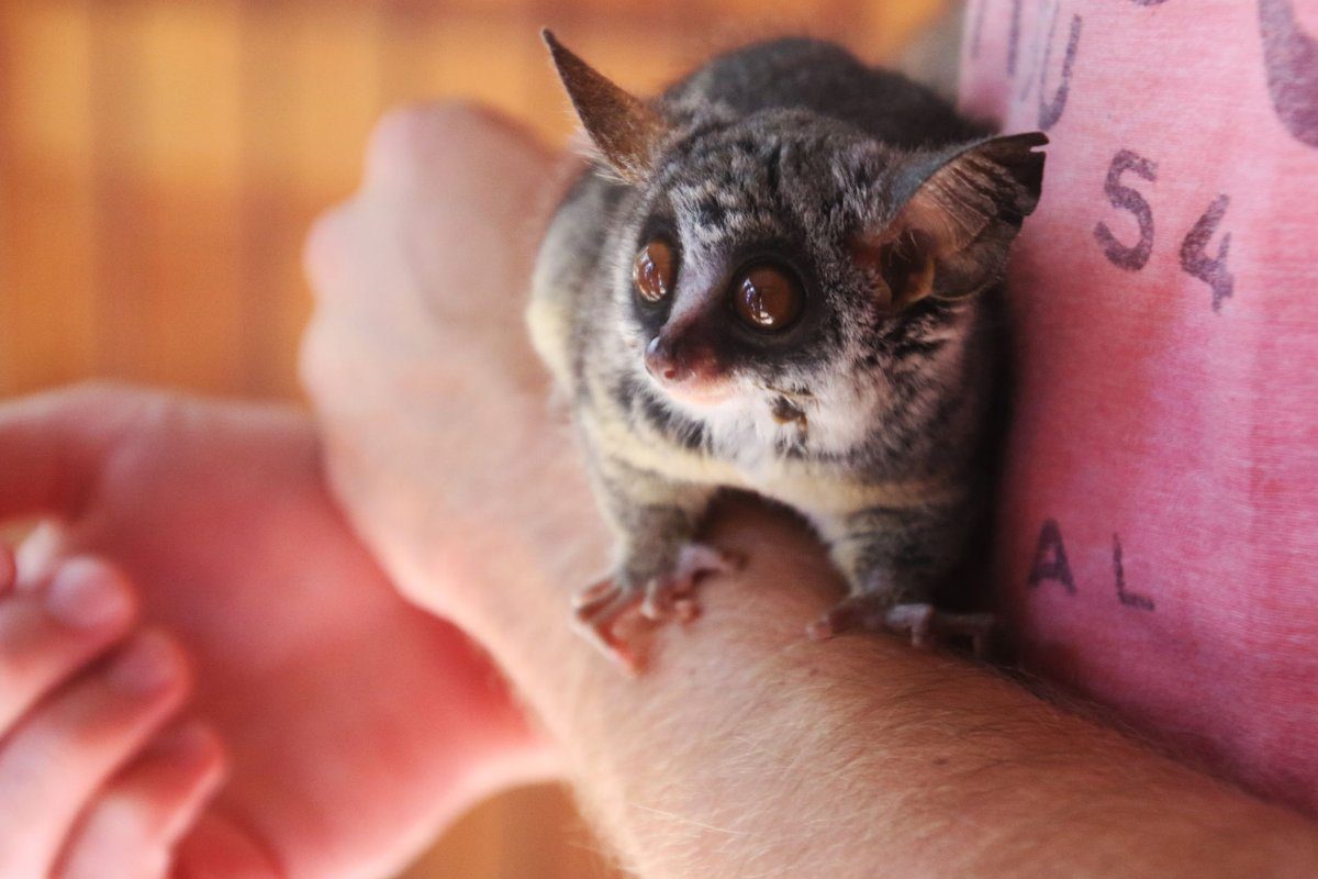 galago prix