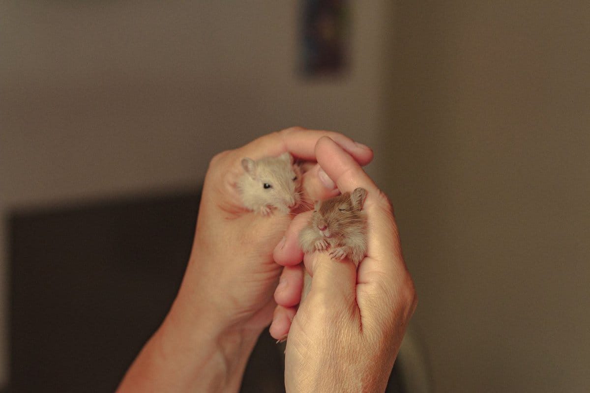 hibernation hamster