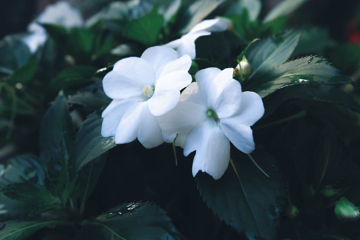 impatiens goutte de sang