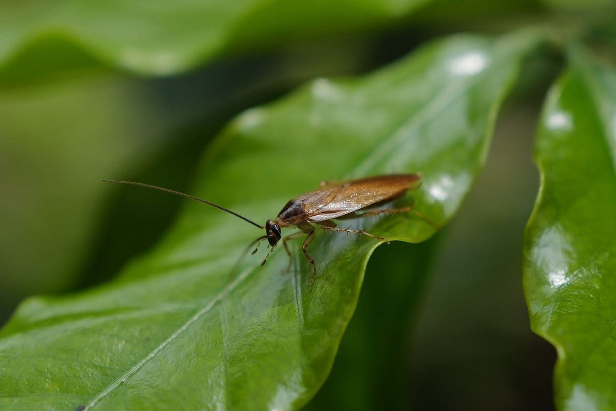insecte ressemblant au cafard