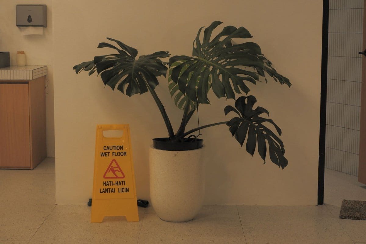 monstera feuilles jaunes