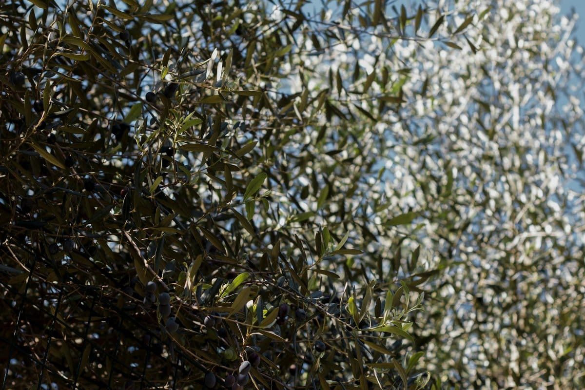 olivier perd ses feuilles