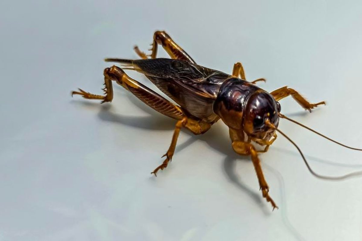petit insecte marron maison
