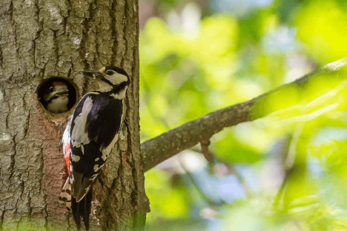 Pivert sur un arbre dans un jardin