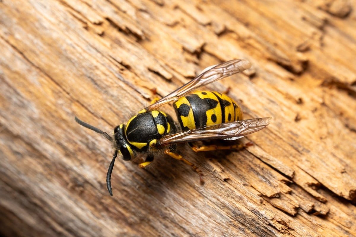 xylophene danger