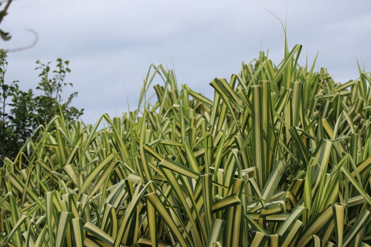 yucca feuilles jaunissent